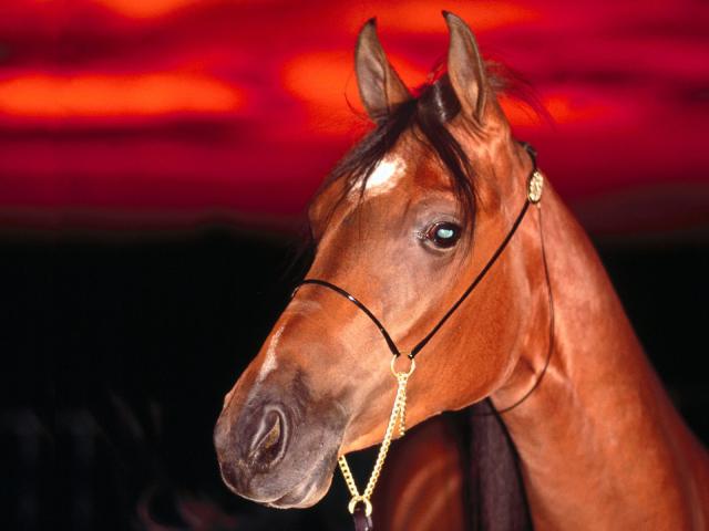 63-1600x1200-horse.jpg