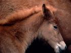 26-1600x1200-horse.jpg