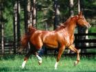 17-1600x1200-horse.jpg