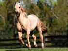 13-1600x1200-horse.jpg