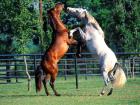 68-1600x1200-horse.jpg