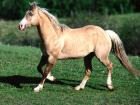 71-1600x1200-horse.jpg