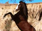 78-1600x1200-horse.jpg